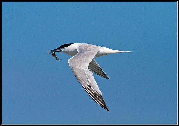Sandwich Tern, Anglesey, 04 July 2011