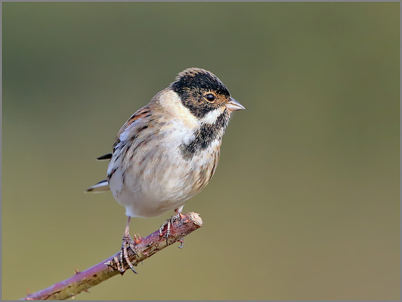 Male Reed Bunting (Emberiza schoenichus), Upton Warren, November 2014