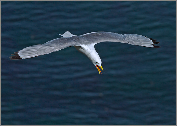 Kittiwake (Rissa tridactyla), Bempton Cliffs, June 2014 w6