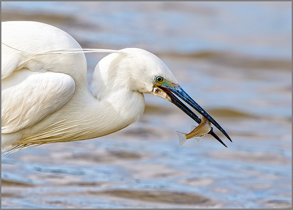 Little Egret (Egretta garzetta), Mallorca, May 2016