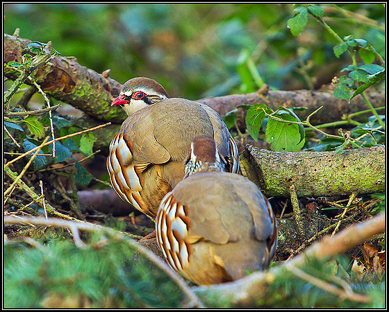 Red-legged Partridge, Warwickshire, November 2010