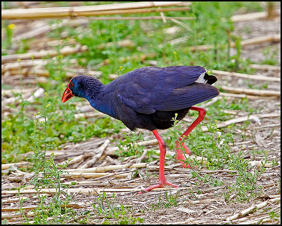 Purple Gallinule, Mallorca, May 2010