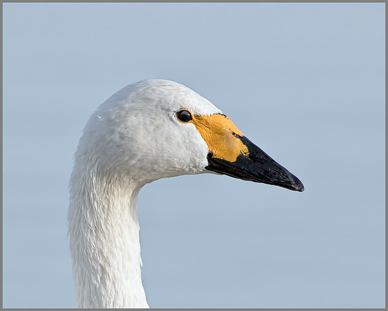 Bewick's Swan (Cygnus columbianus), Slimbridge WWT, November 2014