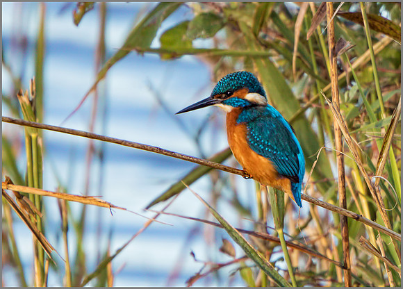 Common Kingfisher (Alcedo atthis), Upton Warren NR, November 2016