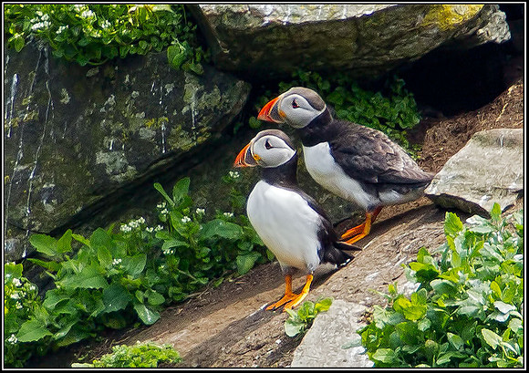 Puffins, Anglesey, June 2012