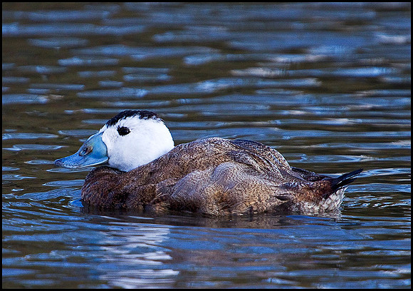 White-headed Duck, Slimbridge WWT, 11 February 2010