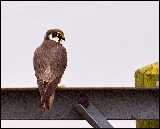 Hobby, Upton Warren Moors, 07 September 2009