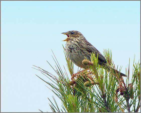 Corn Bunting (Miliaria calandra), Mallorca, May 2014