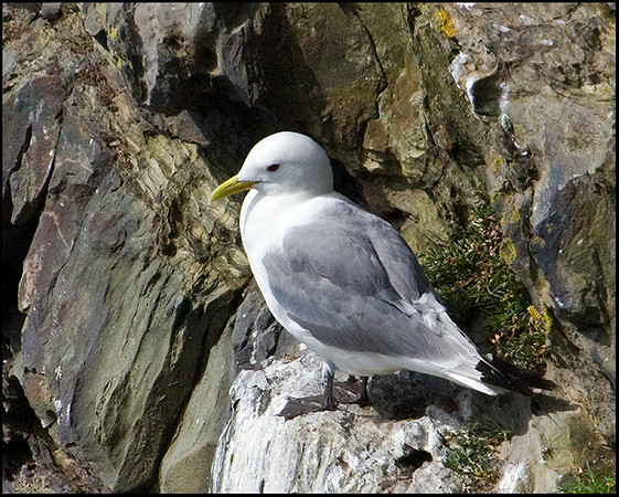 Kittiwake, Anglesey, 23 July 2009