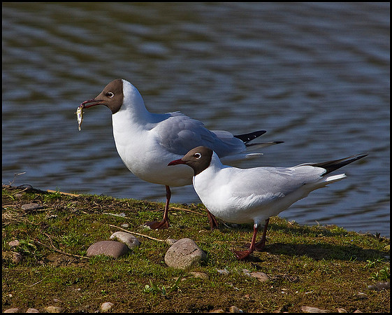 Black-headed Gulls, Marsh Lane, 17 April 2010
