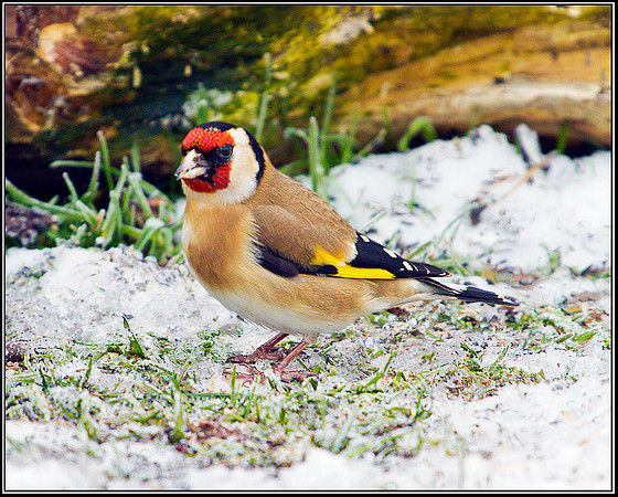 Goldfinch, Bromsgrove, 07 February 2012