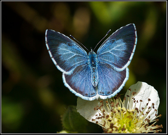 Holly Blue, Upton Warren Moors 23 July 2011