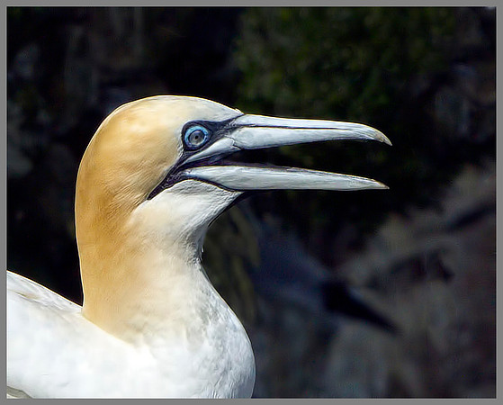 Gannet (Morus bassanus), Bempton Cliffs, June 2014