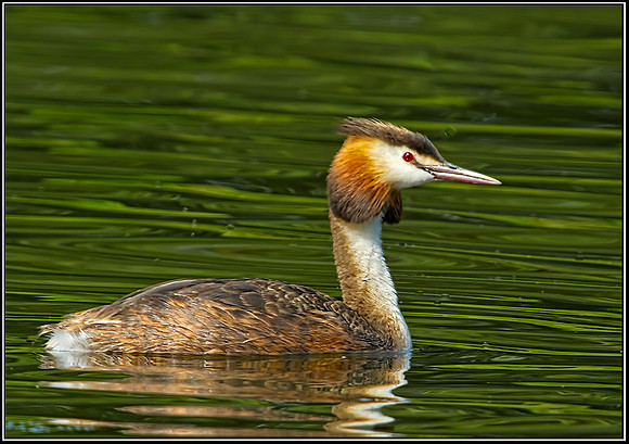 Great Crested Grebe (Podiceps cristatus), Worcestershire, 25 July 2012