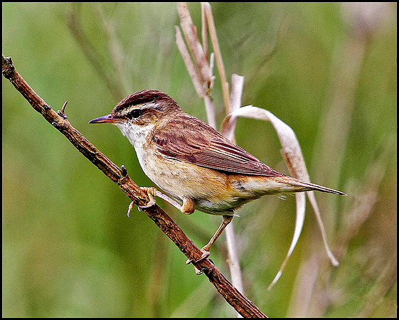 Sedge Warbler, Marsh Lane, June 2010