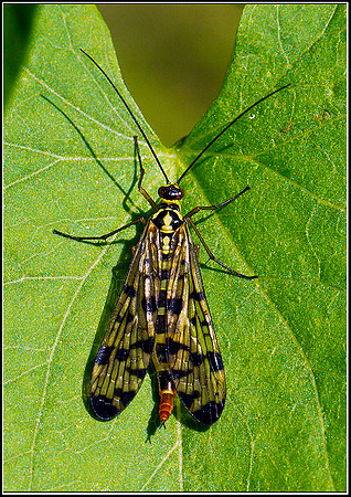 Female Scorpion Fly, Upton Warren Moors, 24 August 2011