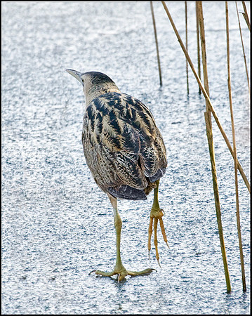 Bittern, Upton Warren Moors, 07 February 2009