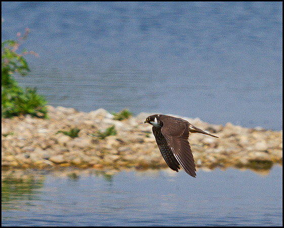 Hobby, Marsh Lane, June 2010