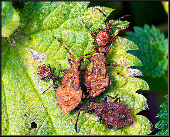 Dock Bug nymphs, Bromsgrove, 11 September 2011
