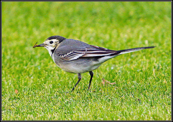 Pied Wagtail, Bromsgrove, 10 November 2010