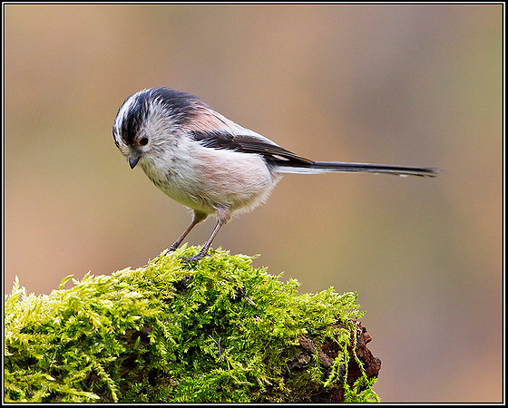 Long-tailed Tit, Staffordshire, 28 February 2012