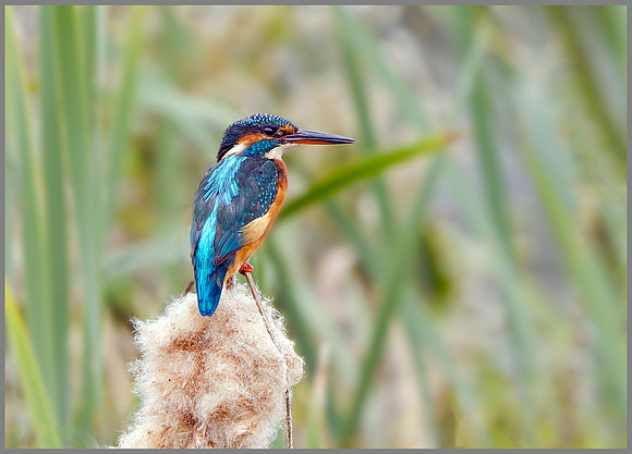 Female Kingfisher (Alcedo atthis), Upton Warren, September 2014