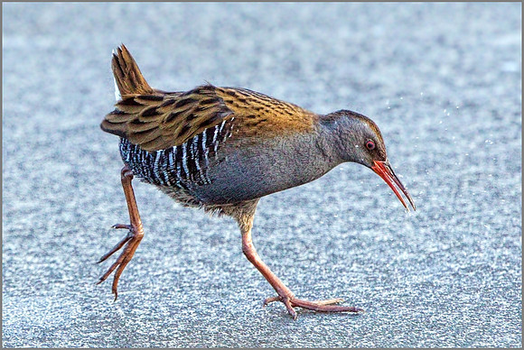Water Rail (Rallus aquaticus), Upton Warren, February 2015