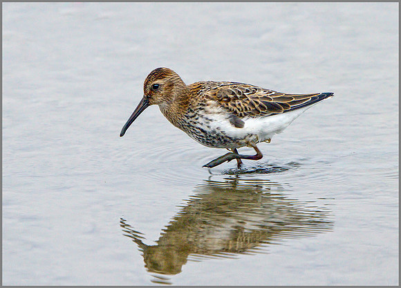 Dunlin (Calidris alpina), Norfolk September 2014