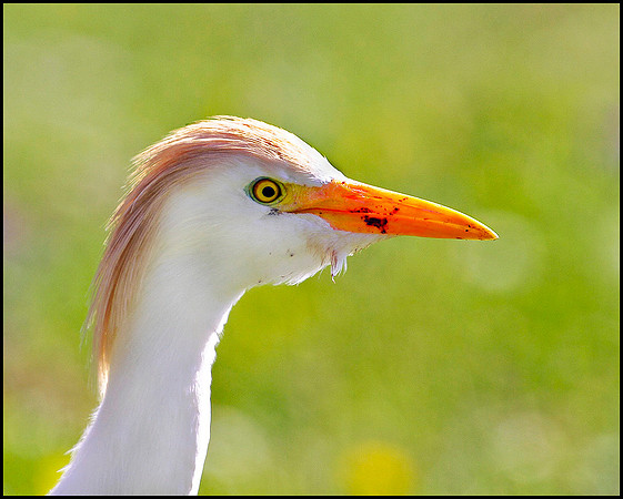 Cattle Egret, Mallorca, May 2010
