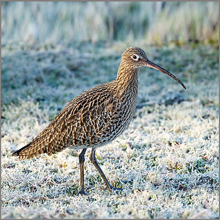 Curlew (Numenius arquata), Upton Warren NR, January 2014
