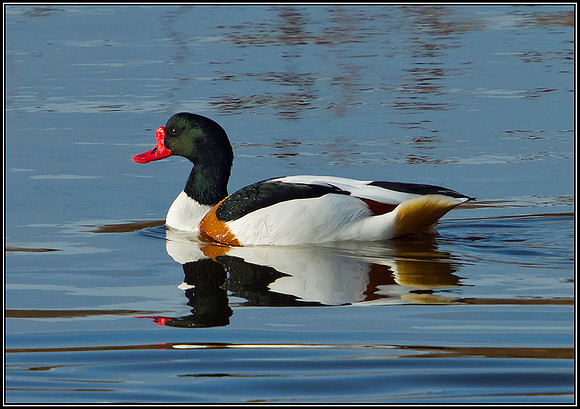 Shelduck, Upton Warren Moors, 16 February 2012