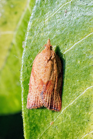 Light Brown Apple Moth - Epiphyas postvittana, Garden, August 2022