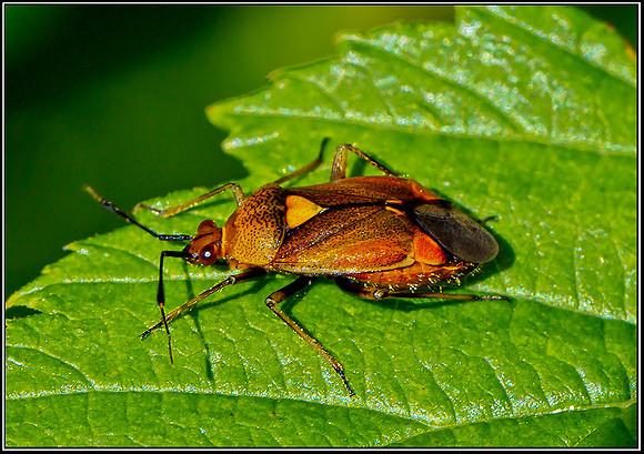 Mirid Bug (Deraeocris ruber), Monkwood, 16 August 2012