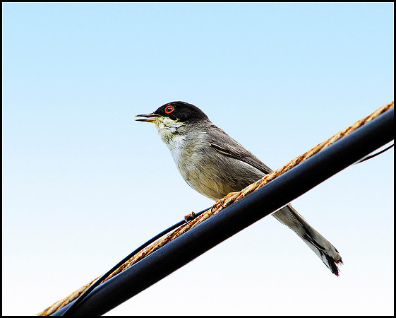 Sardinian Warbler, Mallorca, May 2010