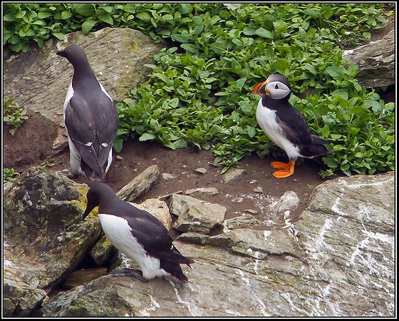 Atlantic Puffin with Common Guillemots, Anglesey, June 2012