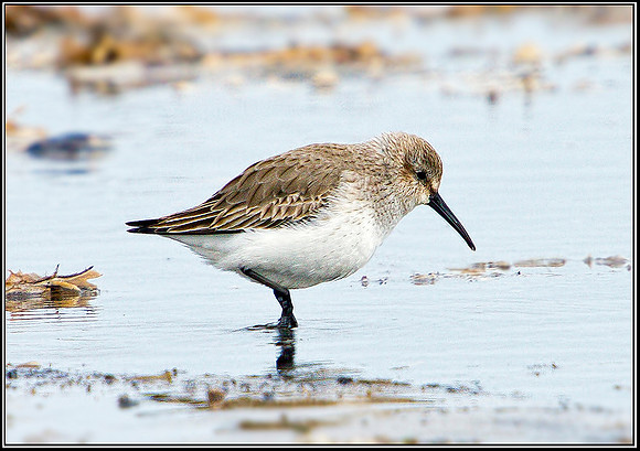 Dunlin, Norfolk, April 2012