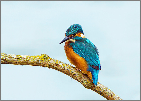 Male Kingfisher (Alcedo atthis), Upton Warren, September 2014