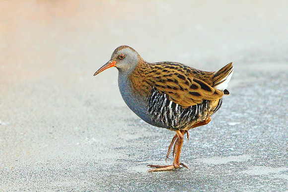 Water Rail (Rallus aquaticus), Upton Warren, February 2015