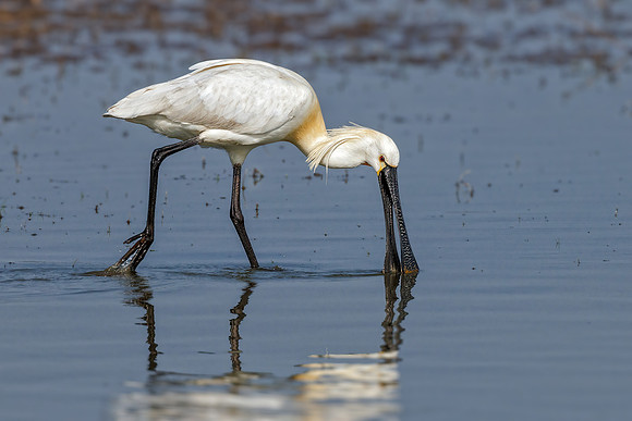European Spoonbill - Platalea leucorodia, Slimbridge WWT, March 2022