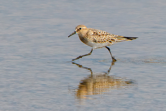 Baird's Sandpiper - Calidris bairdii. Upton Warren NR, September 2016