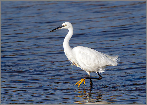 Little Egret (Egretta garzetta), Upton Warren NR, September 2016