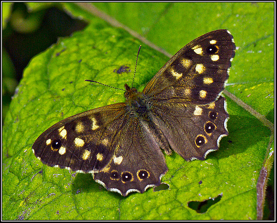 Speckled Wood, Upton Warren Moors 23 July 2011