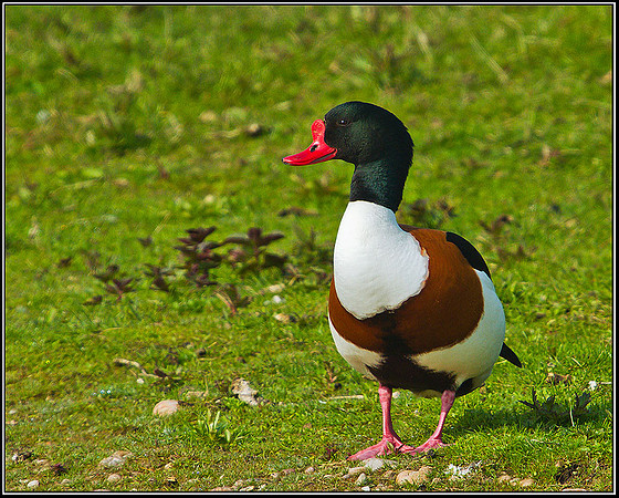 Shelduck, Marsh Lane, 21 April 2011