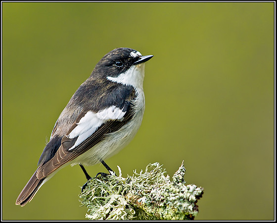 Male Pied Flycatcher, Powys, 18 May 2012