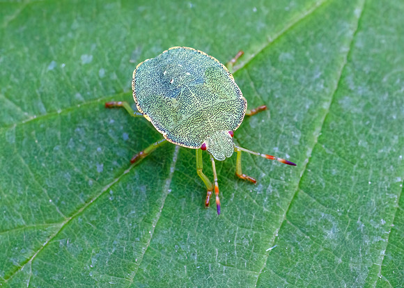 Common Green Shieldbug - Palomena prasina, Monkwood, August 2022