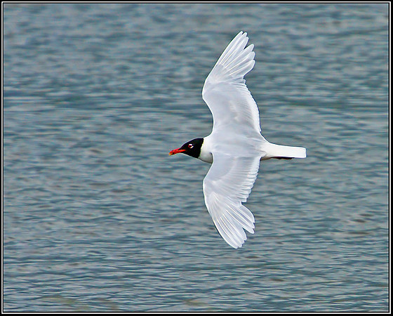 Mediterranean Gull, Upton Warren Flashes, 04 July 2012