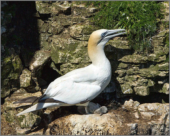 Gannet (Morus bassanus), Bempton Cliffs, June 2014