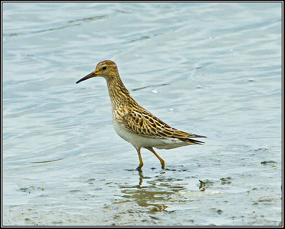 Pectoral Sandpiper, Upton Warren Flashes, 24 September 2010