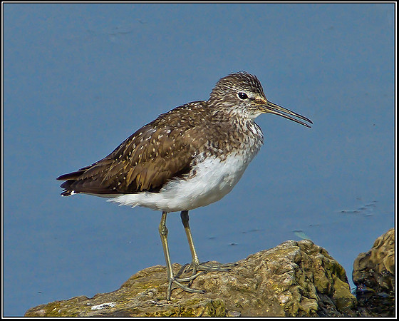 Green Sandpiper, Upton Warren Moors, 20 June 2012