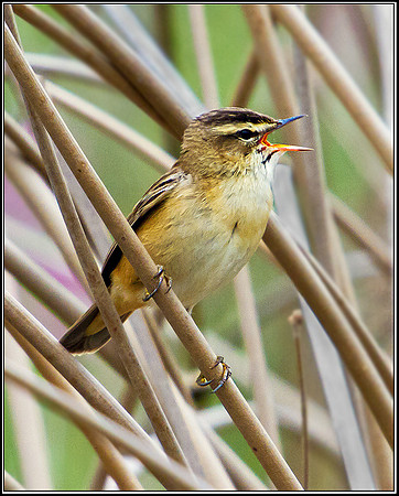 Sedge Warbler, Marsh Lane, 29 April 2011